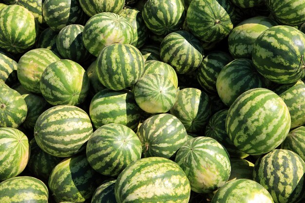 uma pilha de melancias verdes frescas iluminadas pelo sol