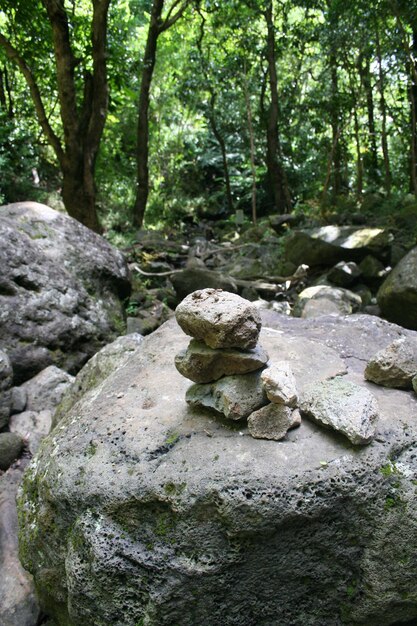 Foto uma pilha de pedras contra as árvores na floresta