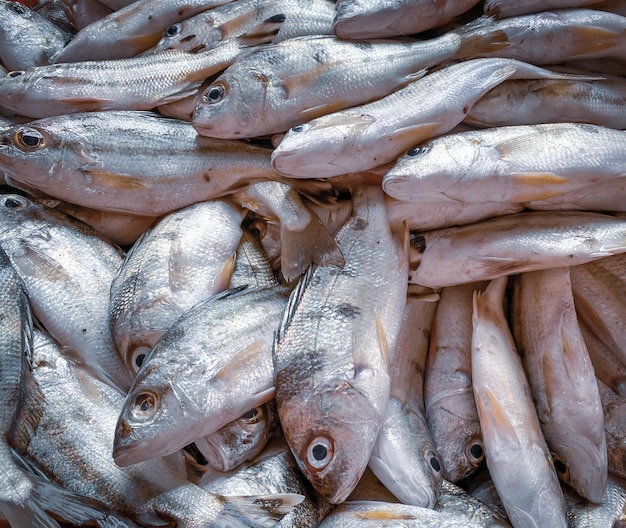 Uma pilha de peixes é mostrada em um mercado de peixes.