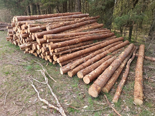 Uma pilha de toras em uma floresta com árvores ao fundo.