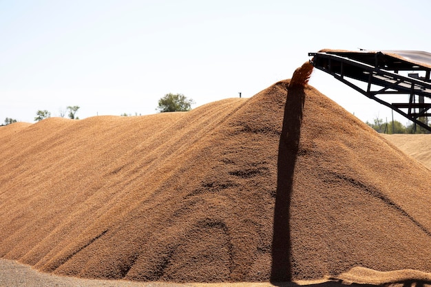 Uma pilha de trigo um monte de grãos Grão para a empresa de semeadura