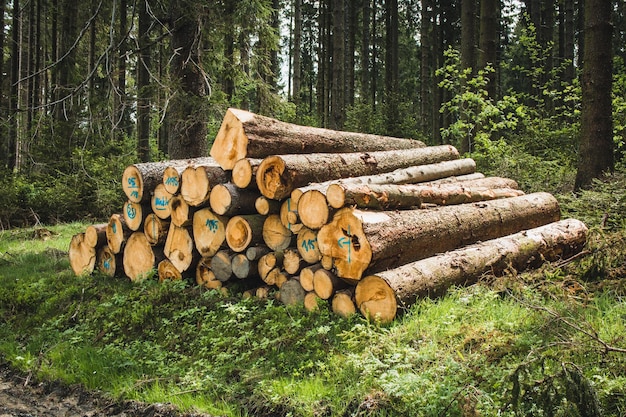 Uma pilha de troncos na floresta