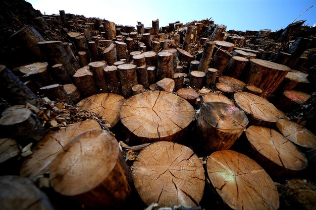 Uma pilha de troncos na floresta