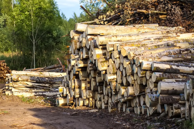 Uma pilha de troncos serrados em um campo