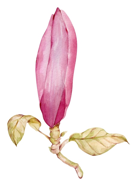 Uma pintura em aquarela de uma flor de magnólia.