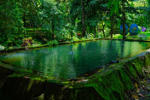 uma piscina com água verde no meio de um parque florestal