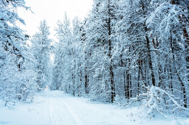 Uma pista de esqui indo para longe em uma floresta de neve