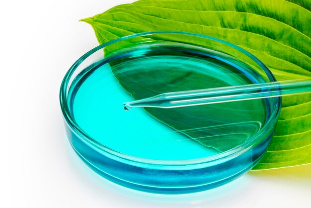 Uma placa de Petri de vidro fica em uma folha verde de uma planta com um tubo de medição em um fundo branco Conceito de pesquisa de biotecnologia Óleos naturais naturais Espaço de cópia de closeup