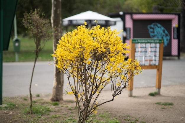 Foto uma placa na frente de uma placa que diz 'primavera'