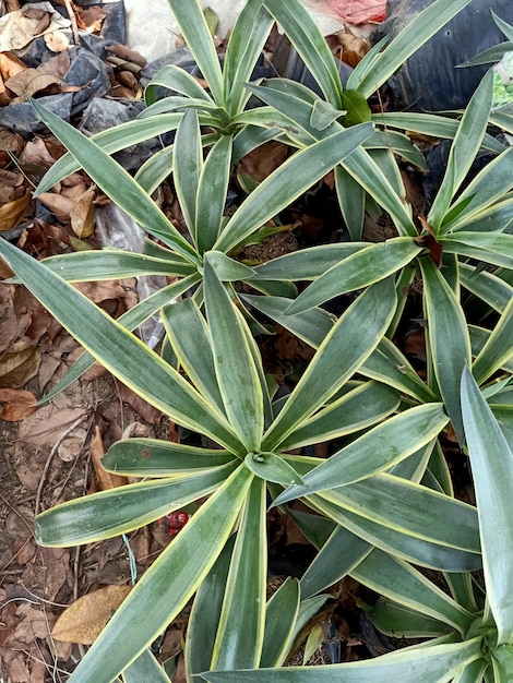 Uma planta agave variegada com folhas verdes e amarelas que dizem 'agave'