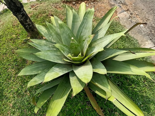 Uma planta alcantarea imperialis com grandes folhas verdes e palavra agave nela