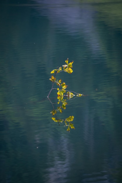 Uma planta aquática que se reflete no lago