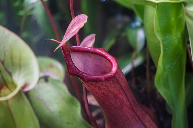 Uma planta carnívora de nepenthes