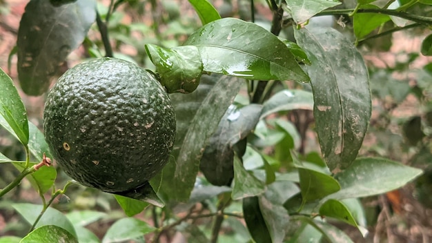 Uma planta com abacate