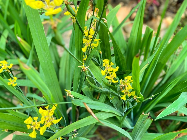 Uma planta com flores amarelas e folhas verdes