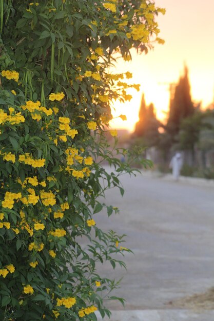 Uma planta com flores amarelas na frente de um pôr do sol