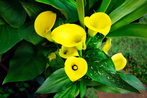 Uma planta com flores amarelas que dizem lírio de calla