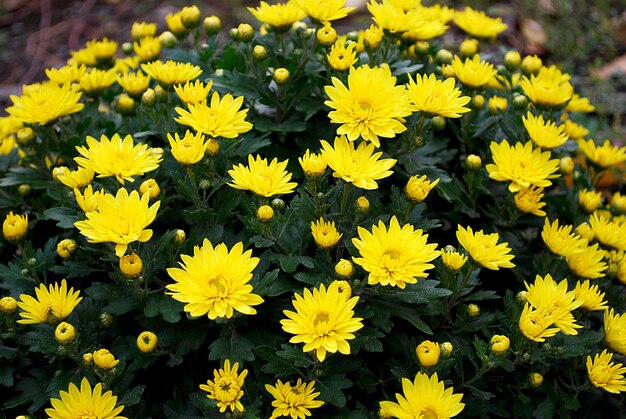 Uma planta com flores amarelas que estão em uma panela