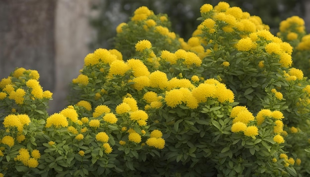 Foto uma planta com flores amarelas que estão florescendo