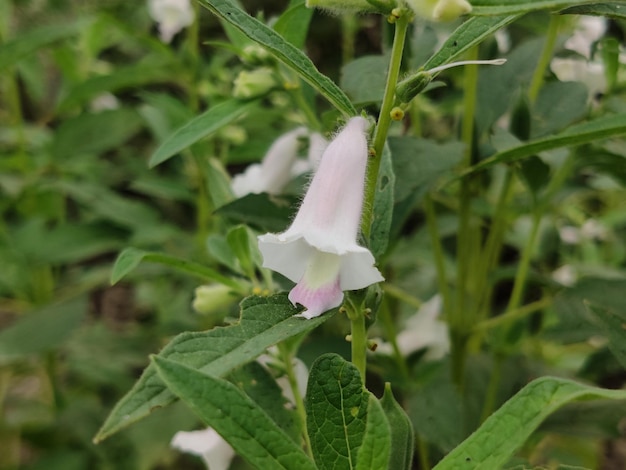 Uma planta com flores brancas e folhas verdes que dizem 'o'