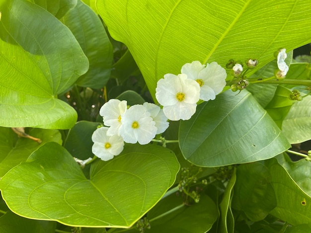 Uma planta com flores brancas e folhas verdes