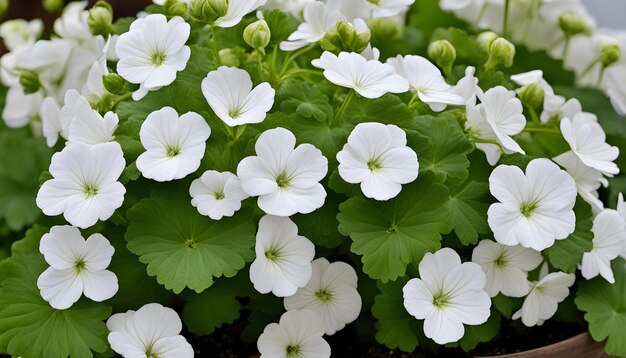 Foto uma planta com flores brancas que tem a palavra flor sobre ela