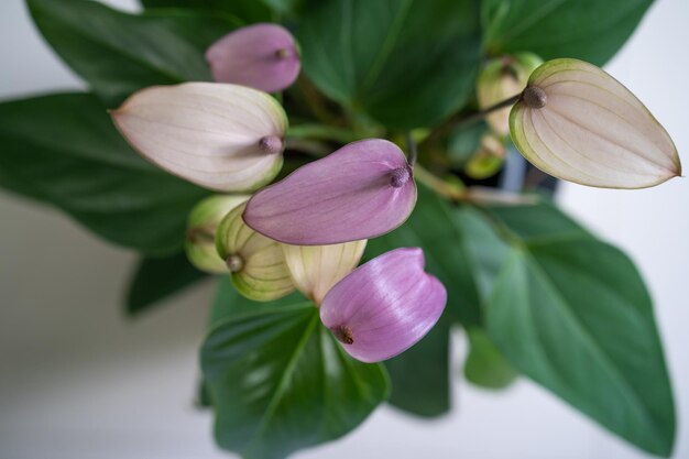 Uma planta com flores roxas e folhas verdes