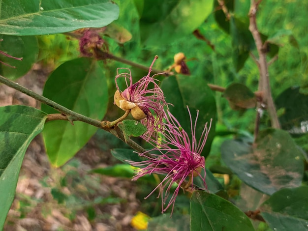 Uma planta com flores roxas e folhas verdes