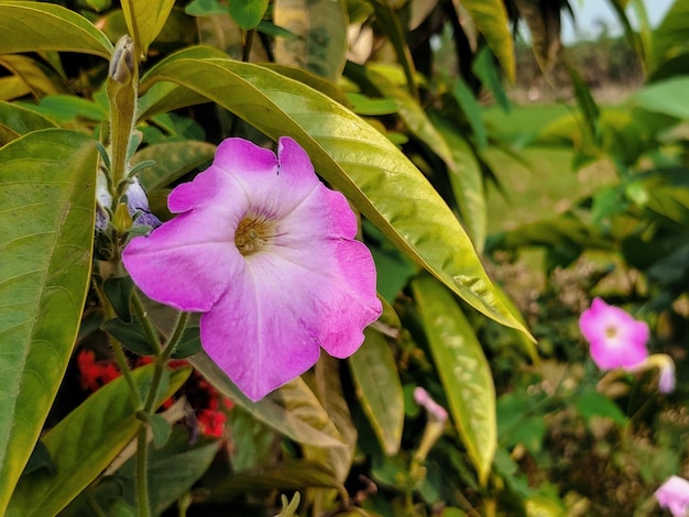 Uma planta com flores roxas e folhas verdes