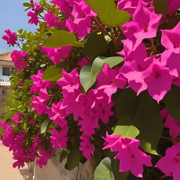 uma planta com flores roxas que dizem bougainvillea