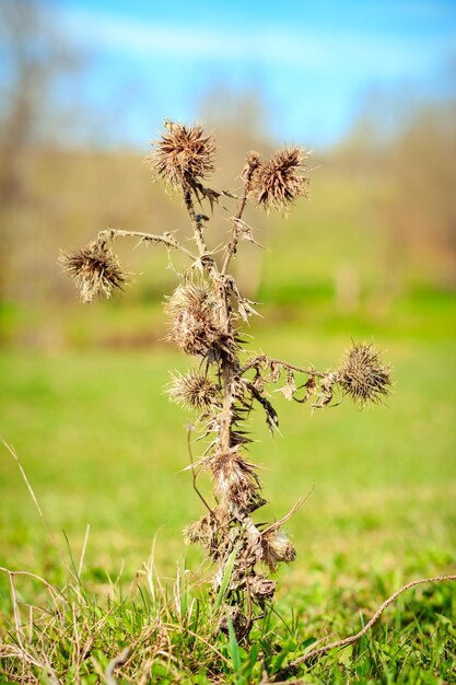 Uma planta com flores secas em um campo