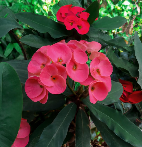 Uma planta com flores vermelhas brilhantes e folhas verdes