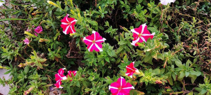 Foto uma planta com flores vermelhas e brancas com listras brancas no centro.