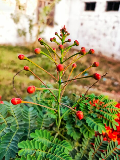 Foto uma planta com flores vermelhas e folhas verdes na frente de uma parede branca