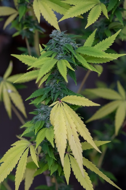 Uma planta com folhas amarelas e folhas verdes