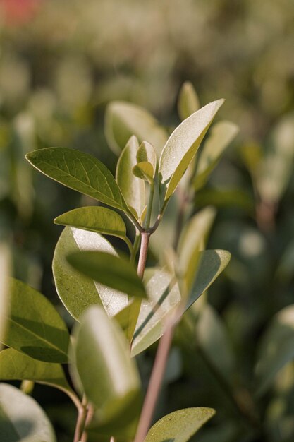 Uma planta com folhas que têm uma mancha branca