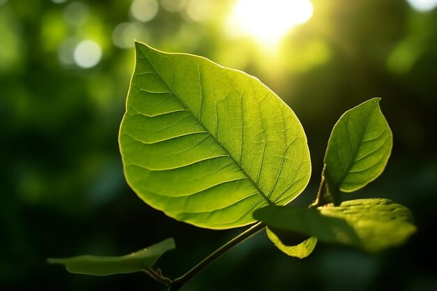 Uma planta com folhas verdes à luz do sol