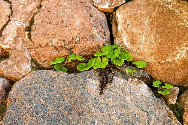 Uma planta com folhas verdes brotou através de uma parede de pedra