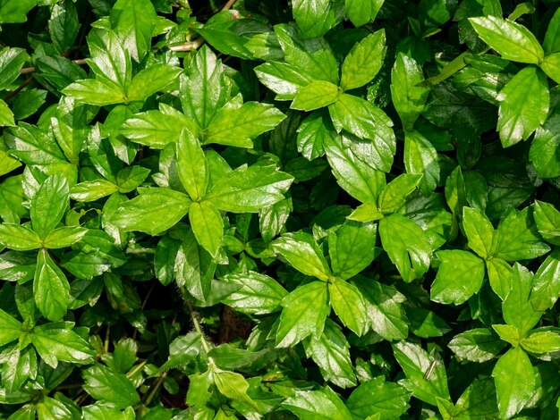 Uma planta com folhas verdes densas