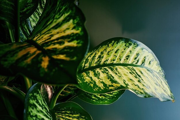 Uma planta com folhas verdes e amarelas e listras brancas