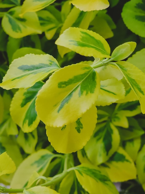 Uma planta com folhas verdes e amarelas