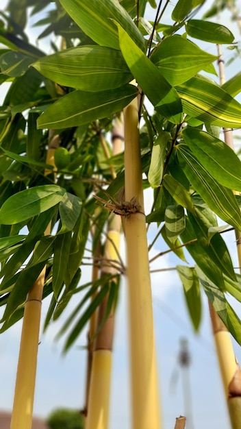 uma planta com folhas verdes e caules marrons