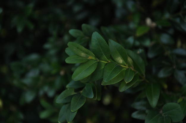 Foto uma planta com folhas verdes e um fundo escuro