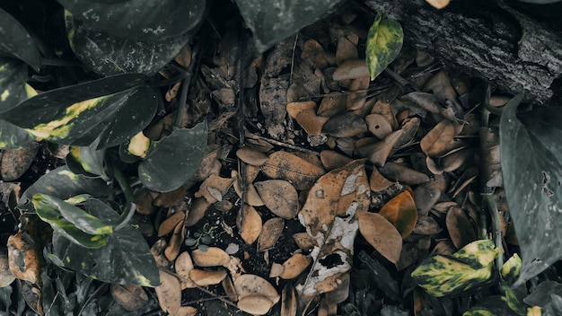 Foto uma planta com folhas verdes e uma folha branca que diz 'a palavra'