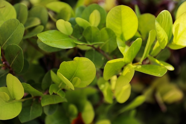 Uma planta com folhas verdes e uma folha verde