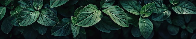 Foto uma planta com folhas verdes que diz planta