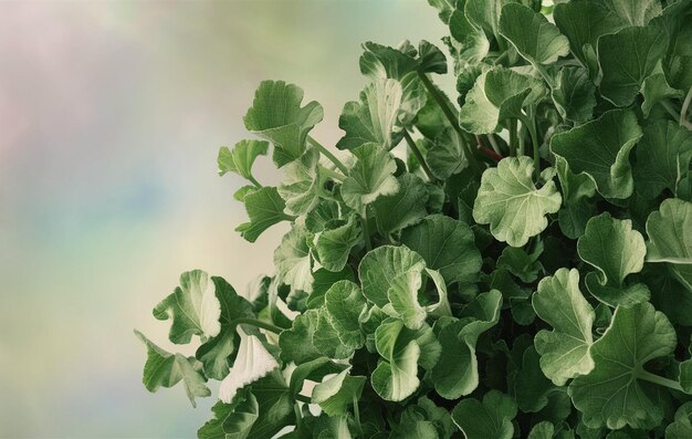 uma planta com folhas verdes que é verde e branca