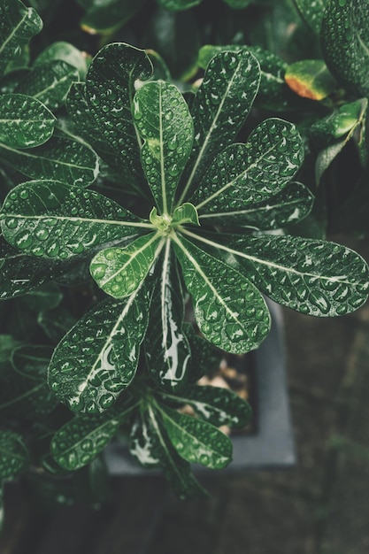 Uma planta com folhas verdes que tem a palavra "nela".