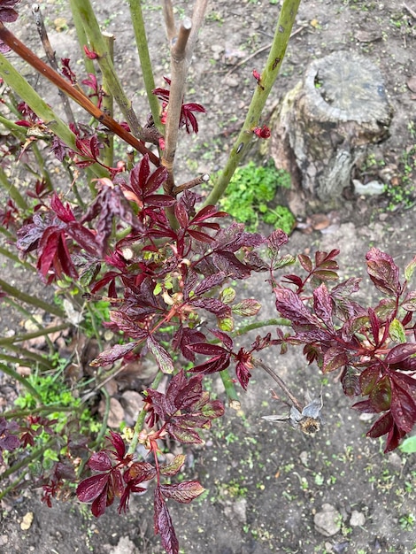 Foto uma planta com folhas vermelhas e folhas verdes está na terra.