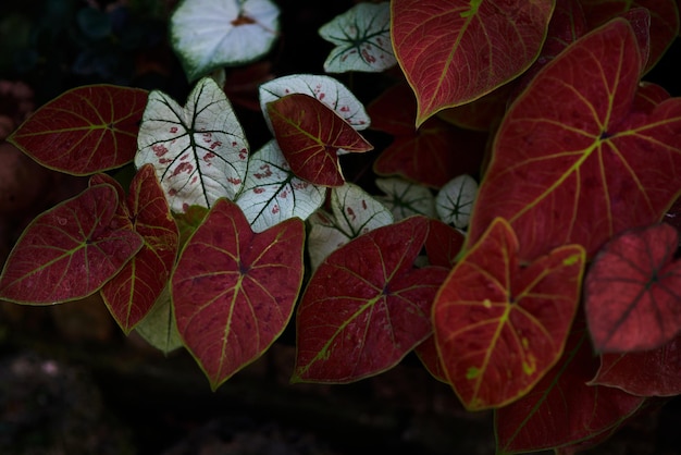 Uma planta com folhas vermelhas e folhas verdes